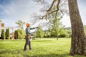 Best Tree Disease Treatment  in Northfield, OH