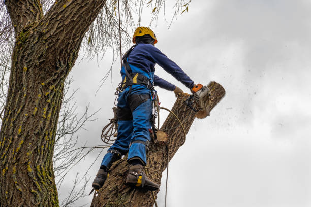 Best Storm Damage Tree Cleanup  in Northfield, OH