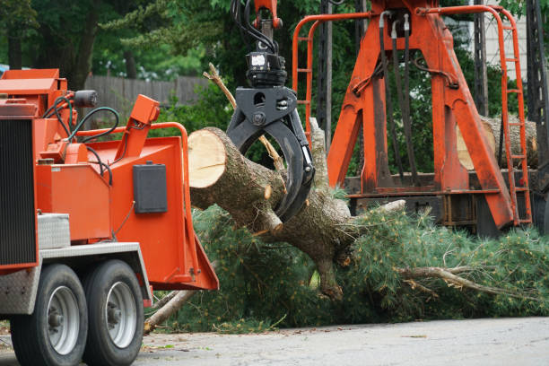 Professional Tree Services in Northfield, OH